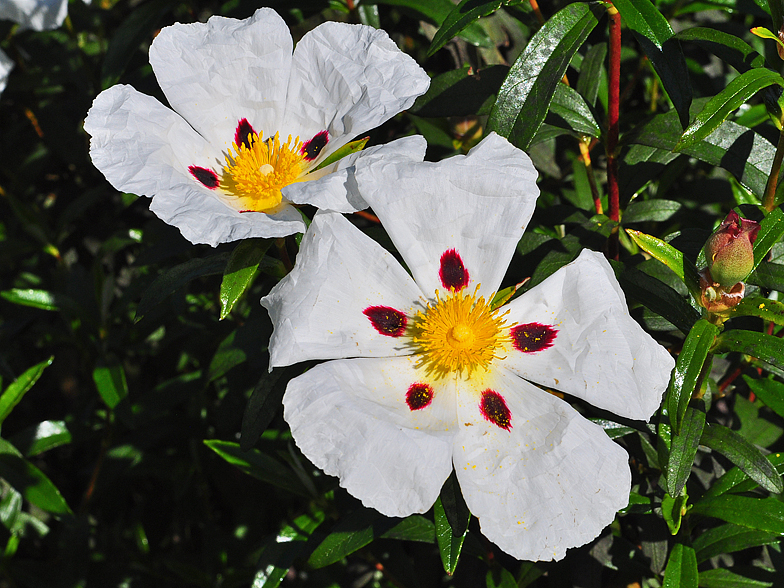 Cistus ladanifer