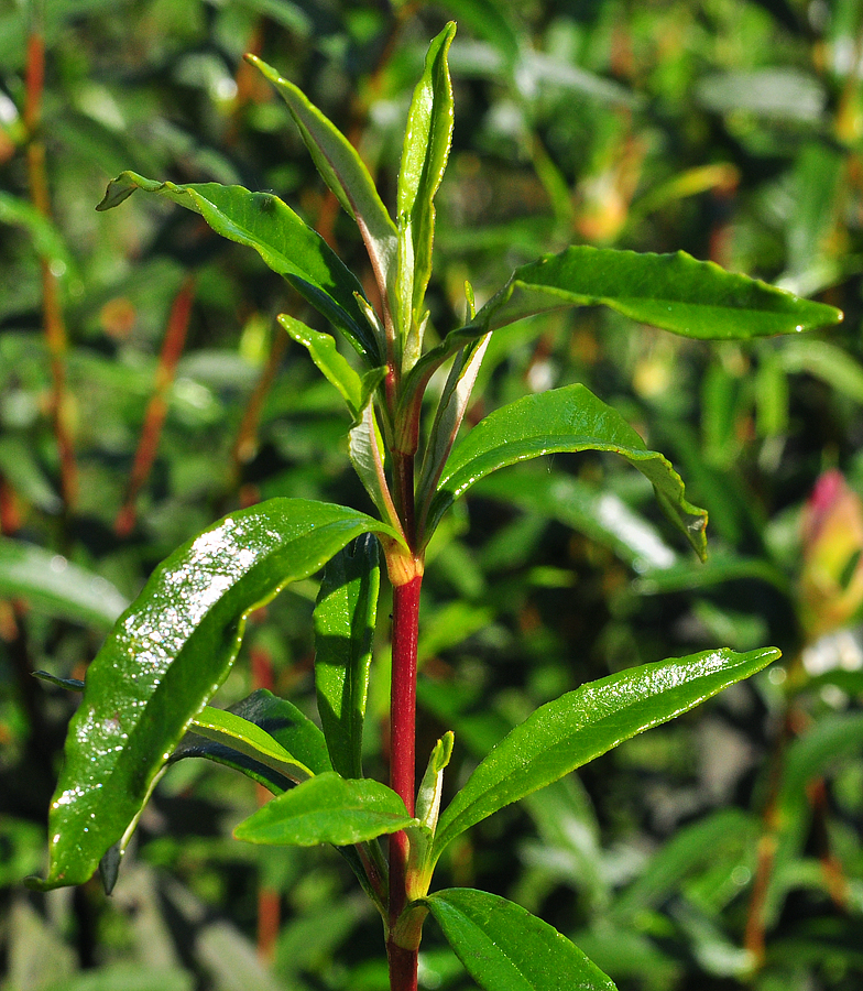 Cistus ladanifer