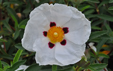 Cistus ladanifer