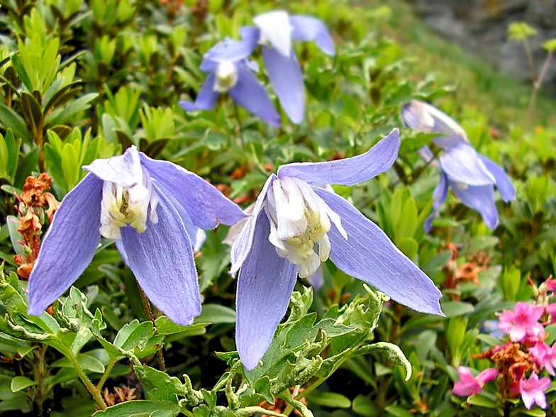 Clematis alpina