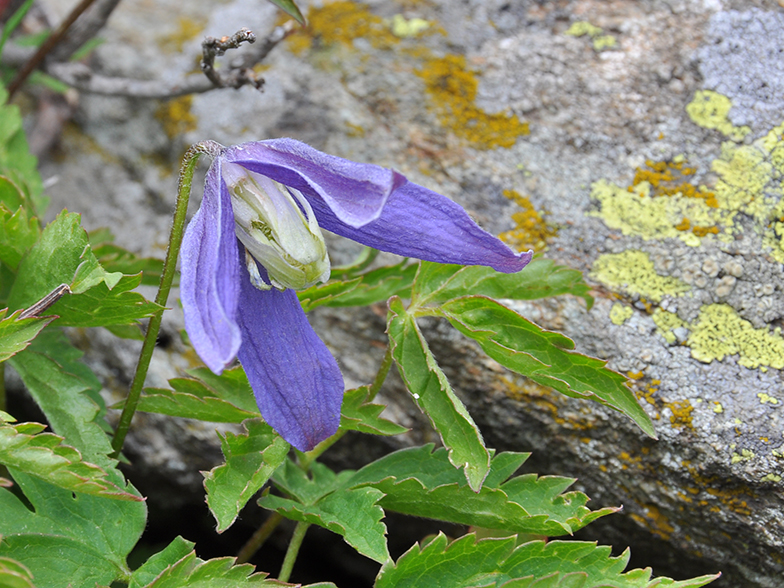 Clematis alpina