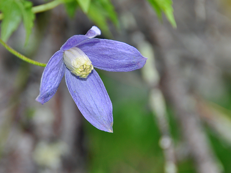 Clematis alpina