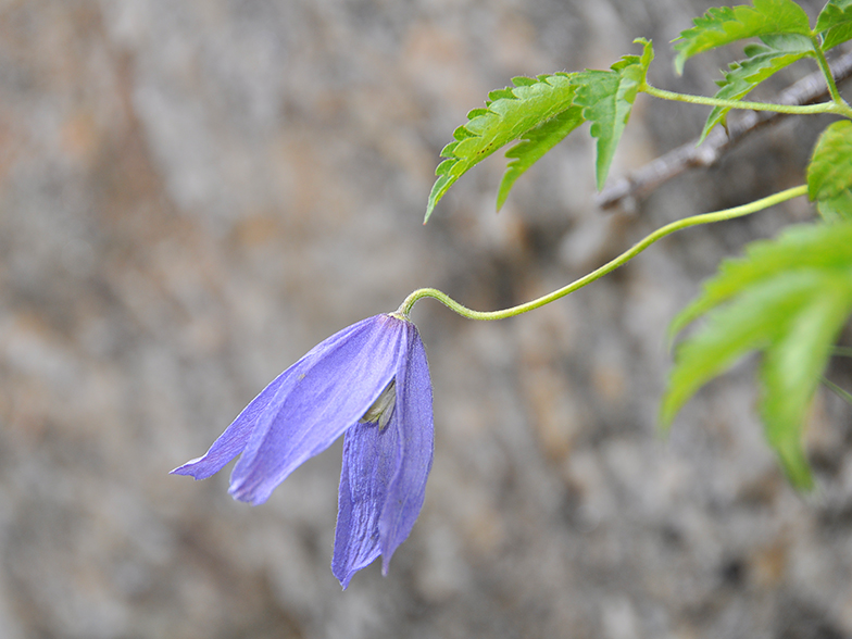 Clematis alpina