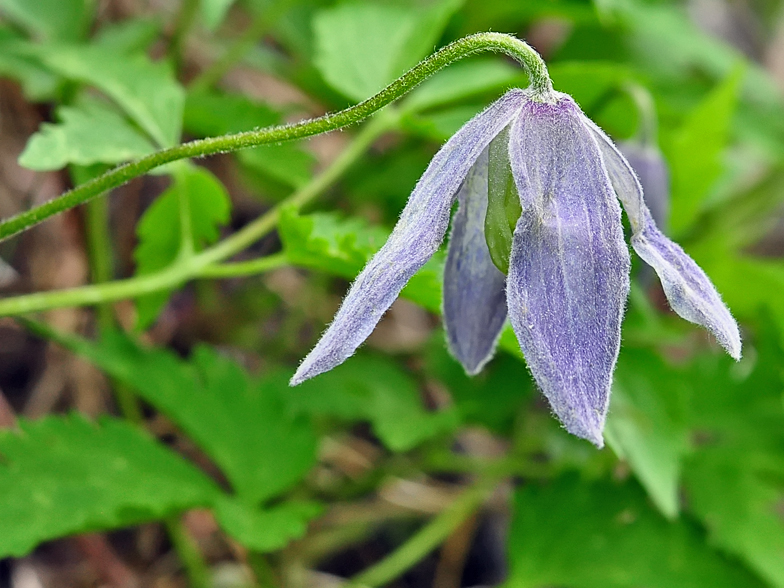 Clematis alpina