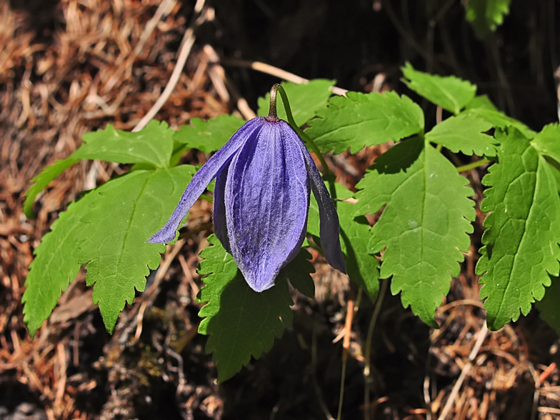 Clematis alpina