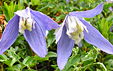 Clematis alpina