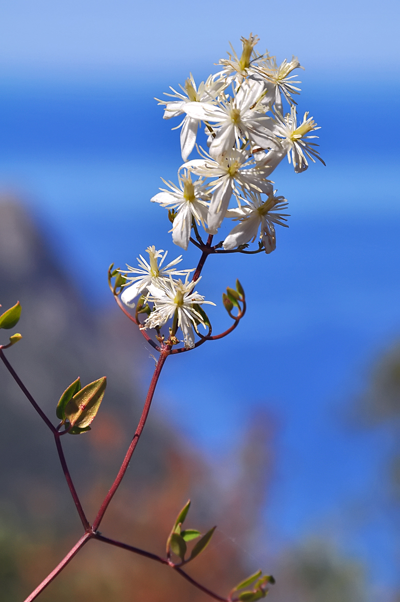 Clematis flammula