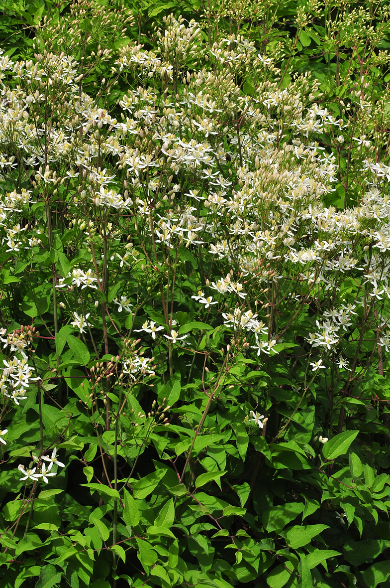 Clematis recta