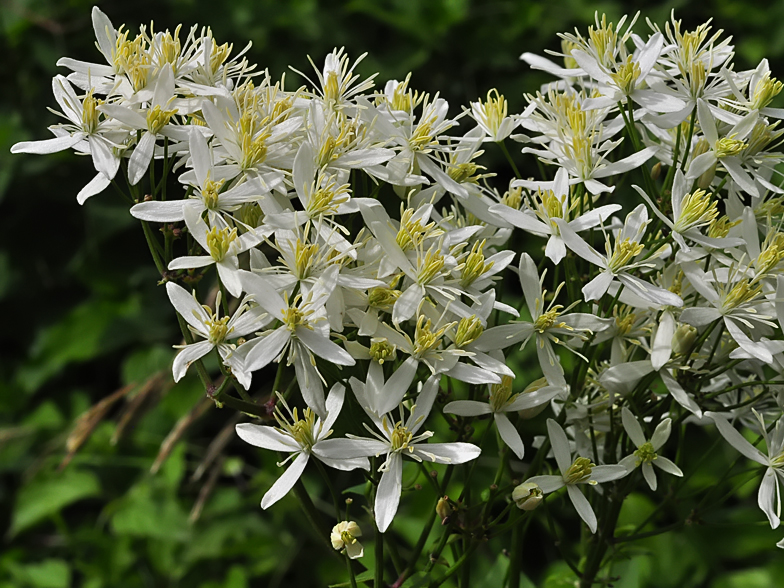 Clematis recta