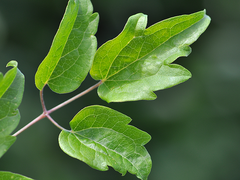 Clematis vitalba