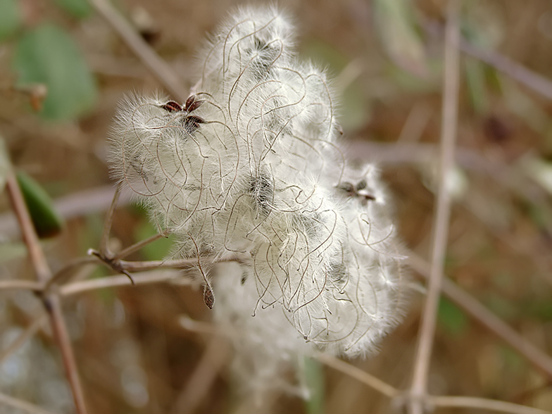 Clematis vitalba fruits