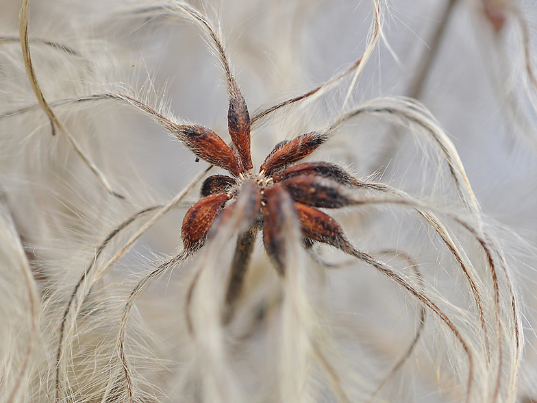 Clematis vitalba fruits