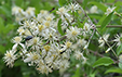 Clematis vitalba