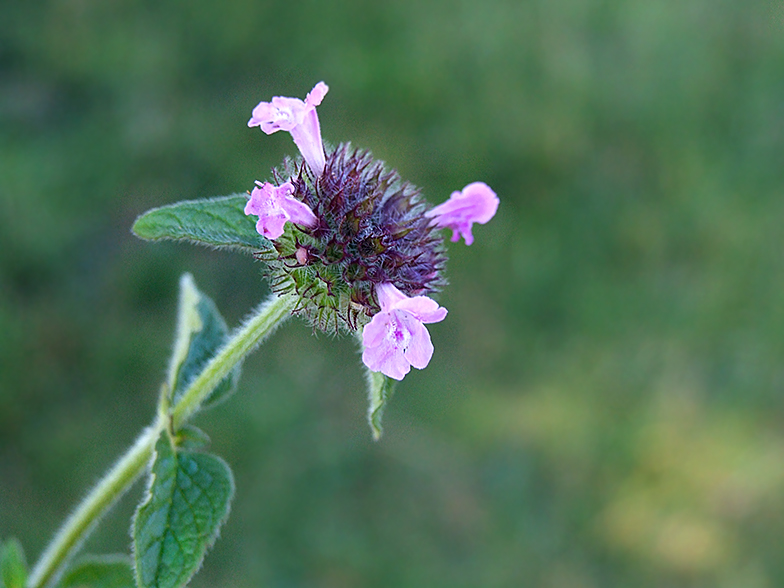 Clinopodium vulgare