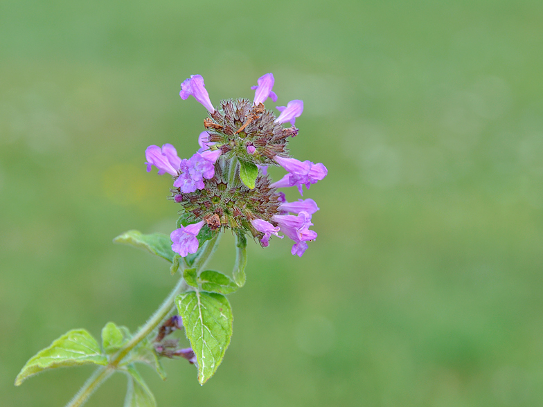 Clinopodium vulgare