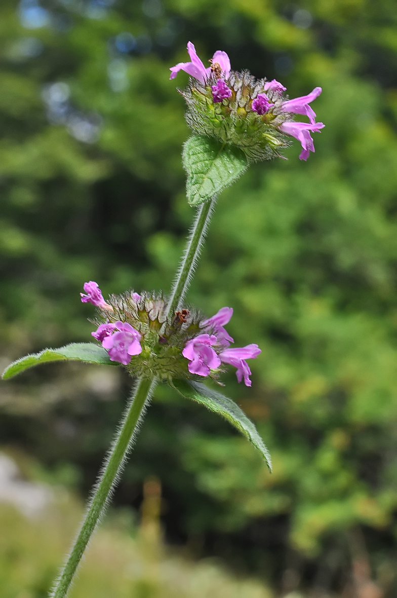 Clinopodium vulgare