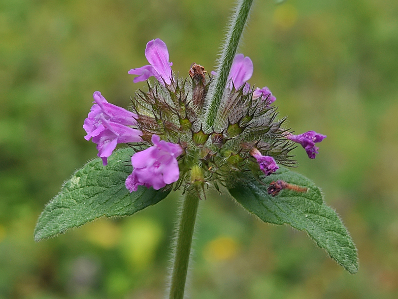 Clinopodium vulgare