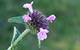 Clinopodium vulgare