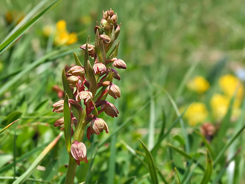 Coeloglossum viride