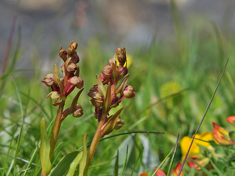 Coeloglossum viride