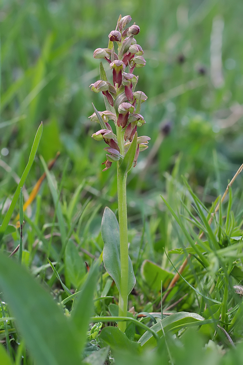 Coeloglossum viride