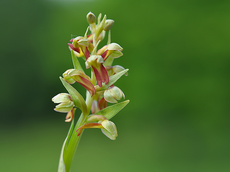 Coeloglossum viride