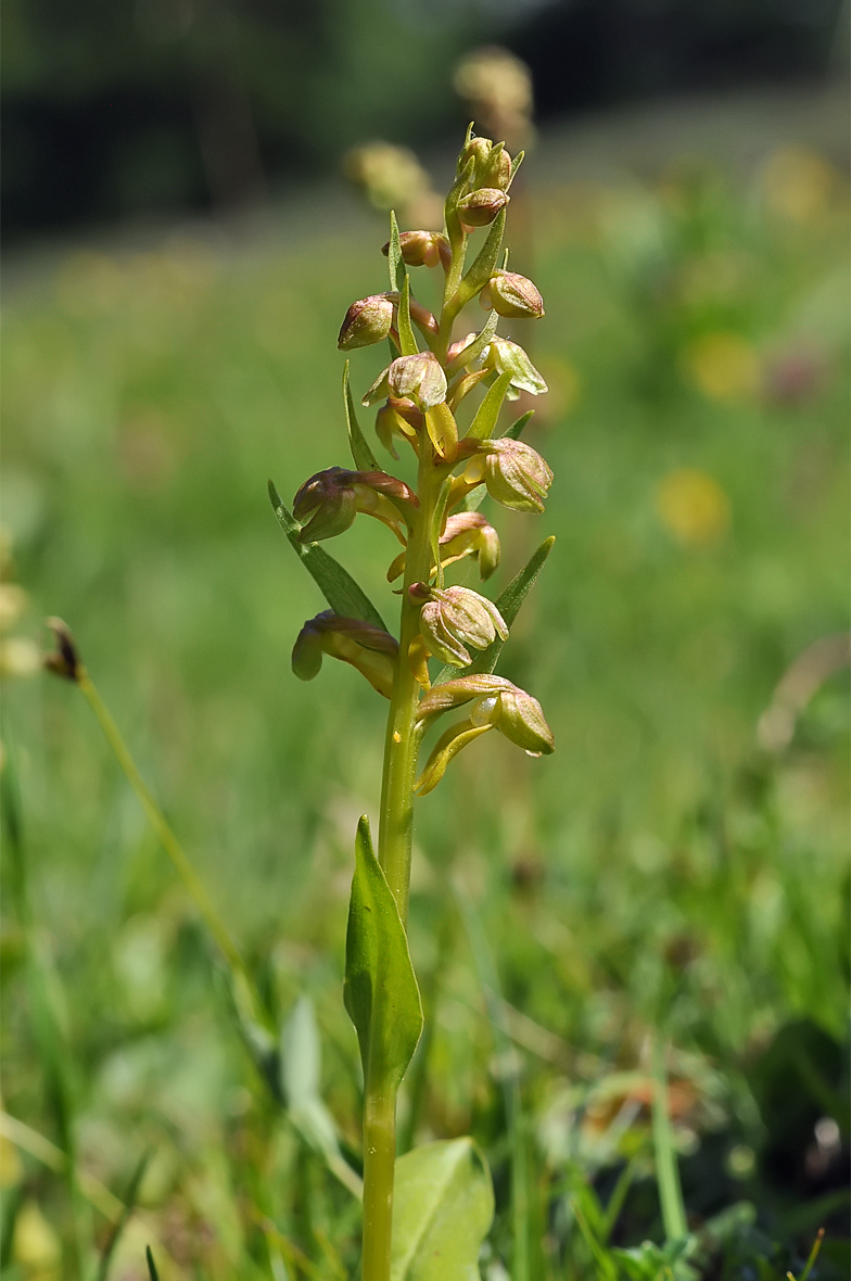 Coeloglossum viride