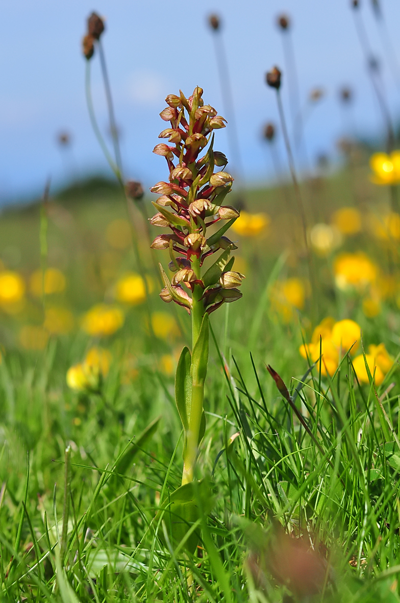 Coeloglossum viride