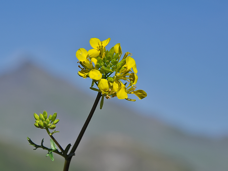 Coincya cheiranthos