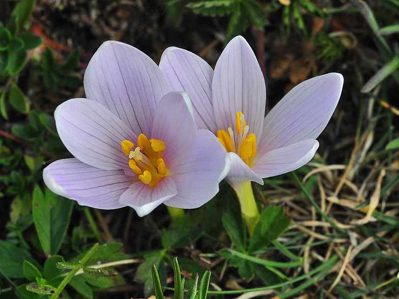 Colchicum alpinum