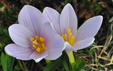 Colchicum alpinum