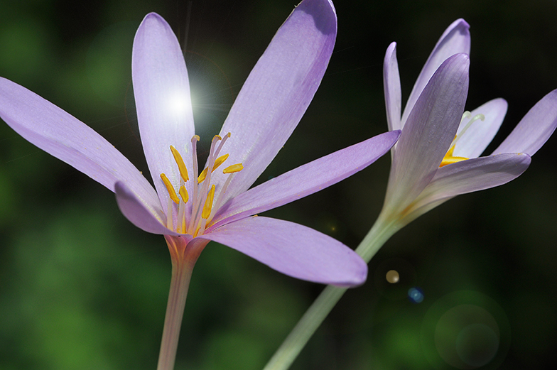 Colchicum autumnale