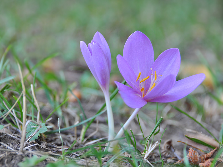 Colchicum autumnale