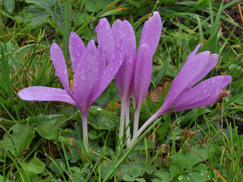 Colchicum autumnale