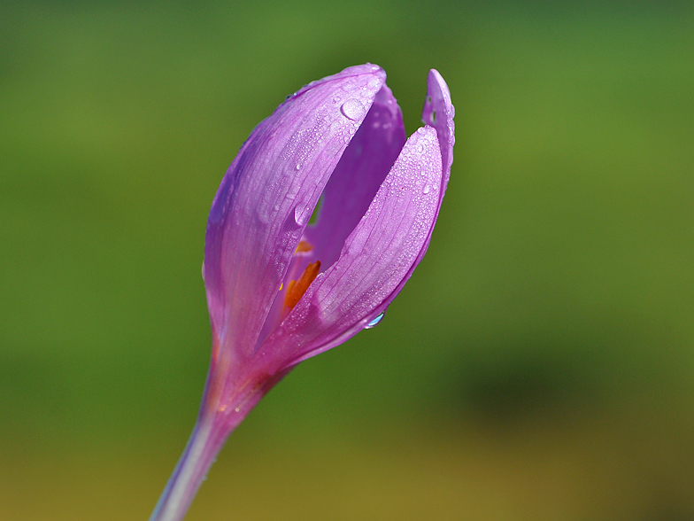 Colchicum autumnale