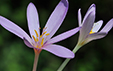 Colchicum autumnale