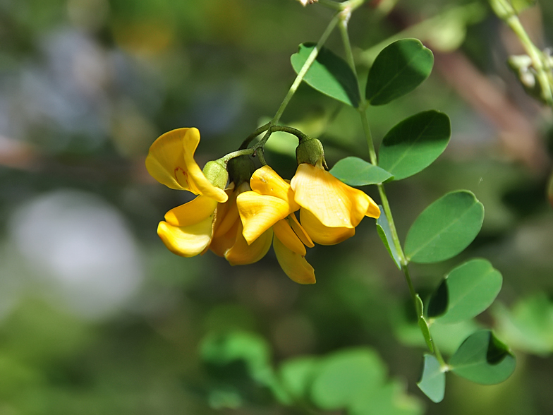 Colutea arborescens