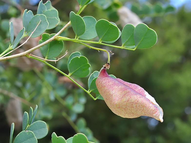 Colutea arborescens