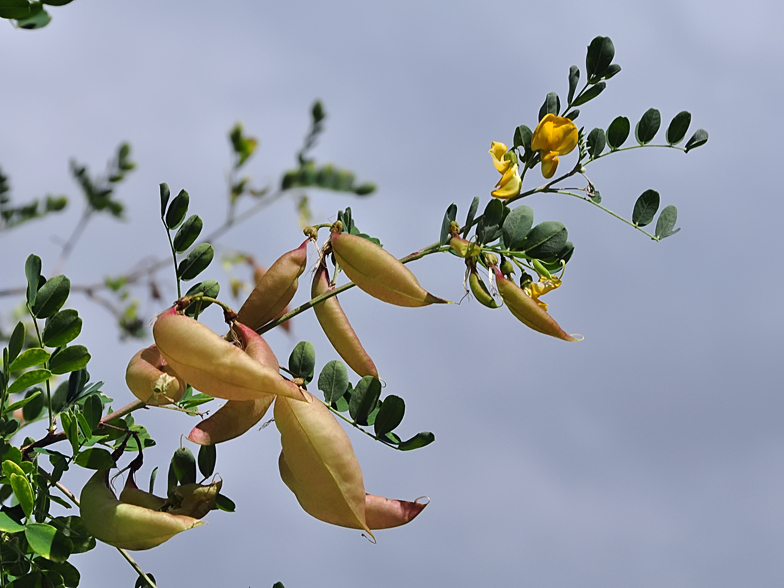 Colutea arborescens