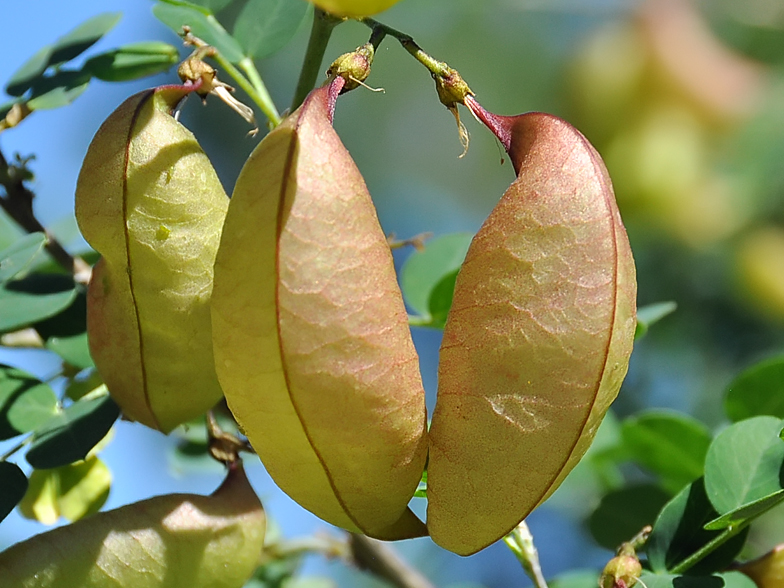 Colutea arborescens