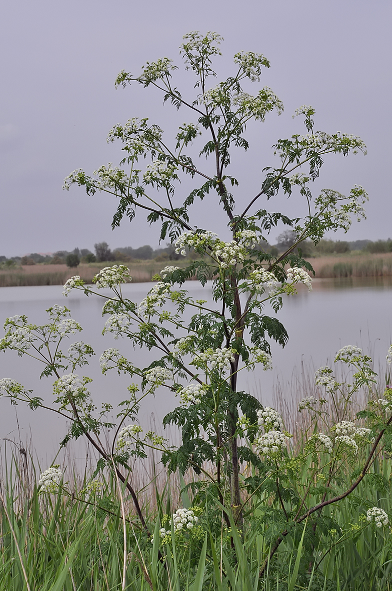 Conium maculatum