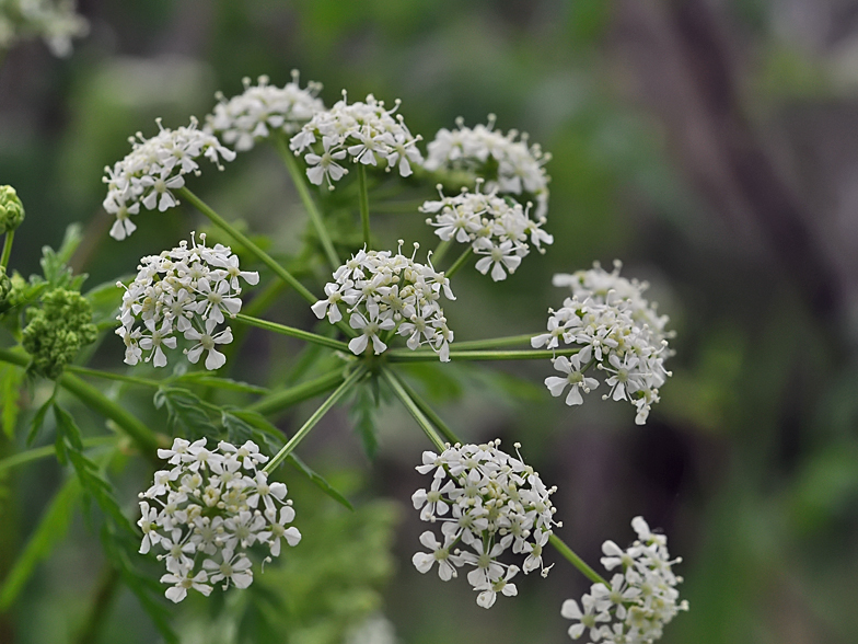 Conium maculatum