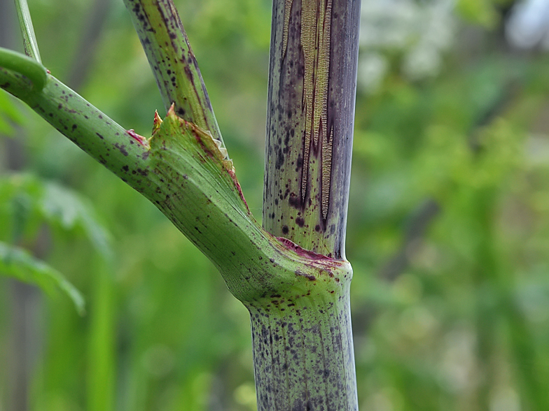 Conium maculatum