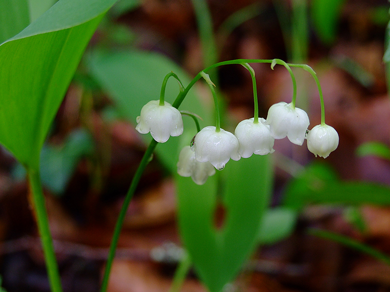 Convallaria majalis