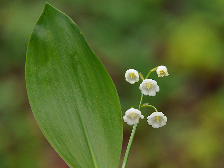 Convallaria majalis