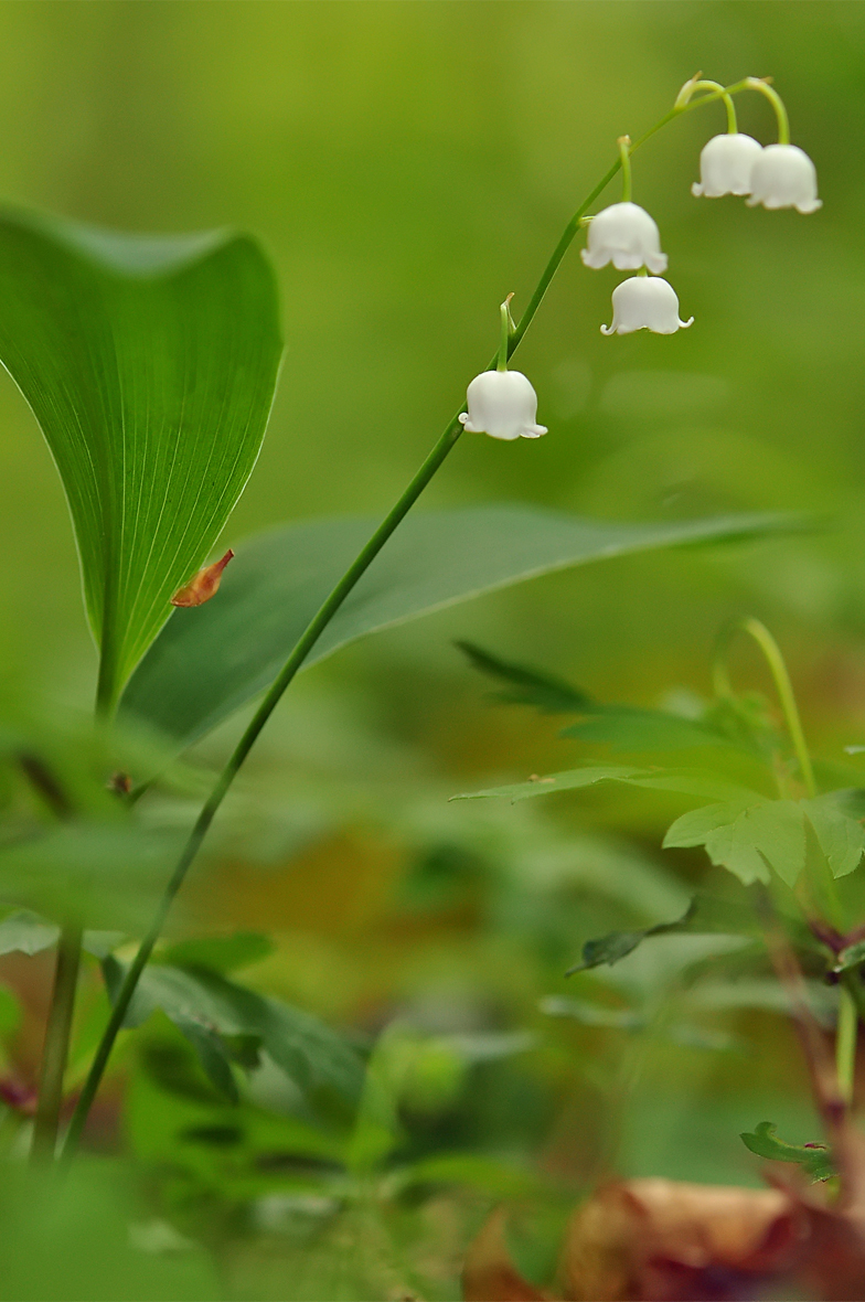 Convallaria majalis