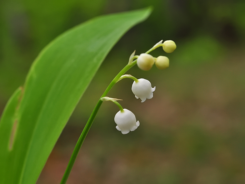 Convallaria majalis