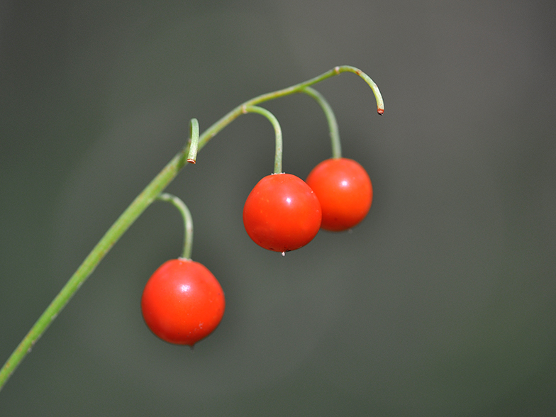 Convallaria majalis