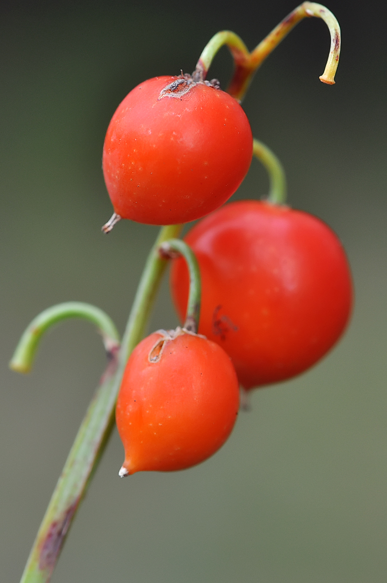 Convallaria majalis