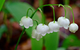 Convallaria majalis